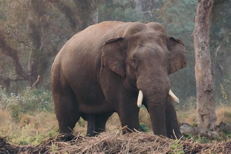  ¿Un elefante mágico y una trampa mortal? ¡Descubriendo el encanto de 'The Elephant King' del siglo XII tailandés!