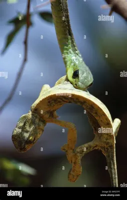 ¿Qué secretos guarda la historia del Snake and the Chameleon en la antigua Sudáfrica?