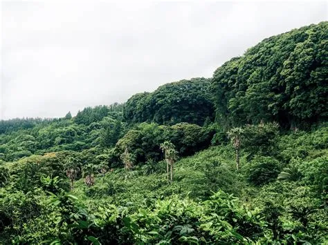  ¡Xavier: Un viaje épico a través del corazón de la selva coreana!